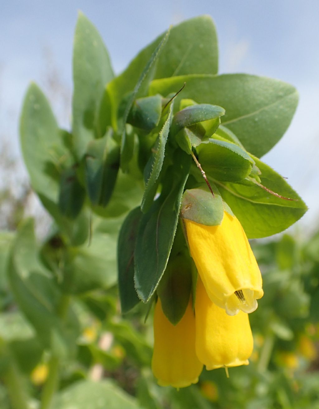 Cerinthe major (Boraginace )
